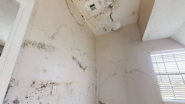 Best Black Mold Removal  in Archdale, NC