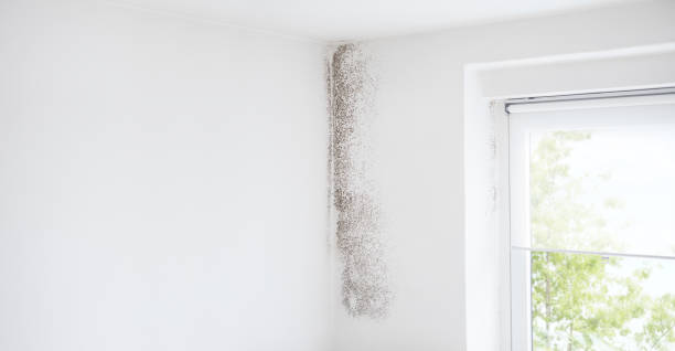  Archdale, NC Mold Removal Pros