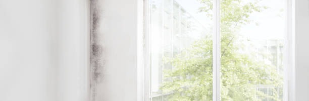 Best Commercial Mold Inspection  in Archdale, NC
