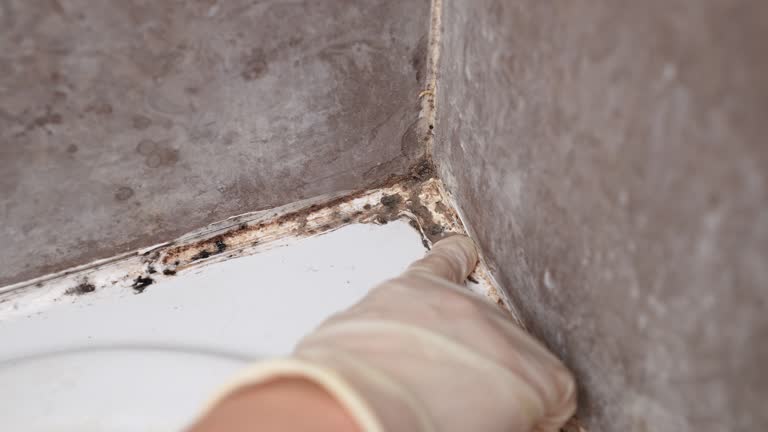 Trusted Archdale, NC Mold Removal Experts